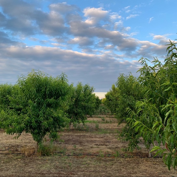 Meet your Posher, Suzanne - Picture 3 of 4